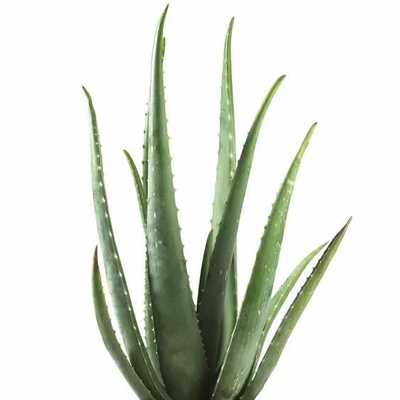 Aloe vera Aloe vera