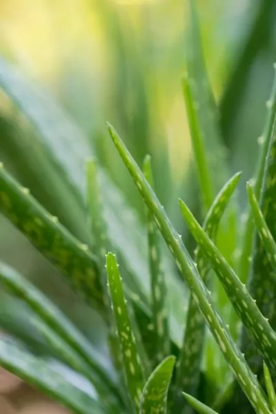 Who Should Drink Aloe Vera Juice? Who Should Drink Aloe Vera Juice?