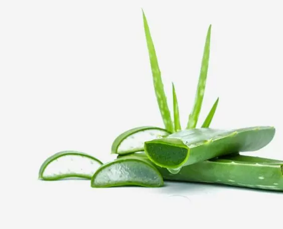 Aloe Vera Aloe Vera