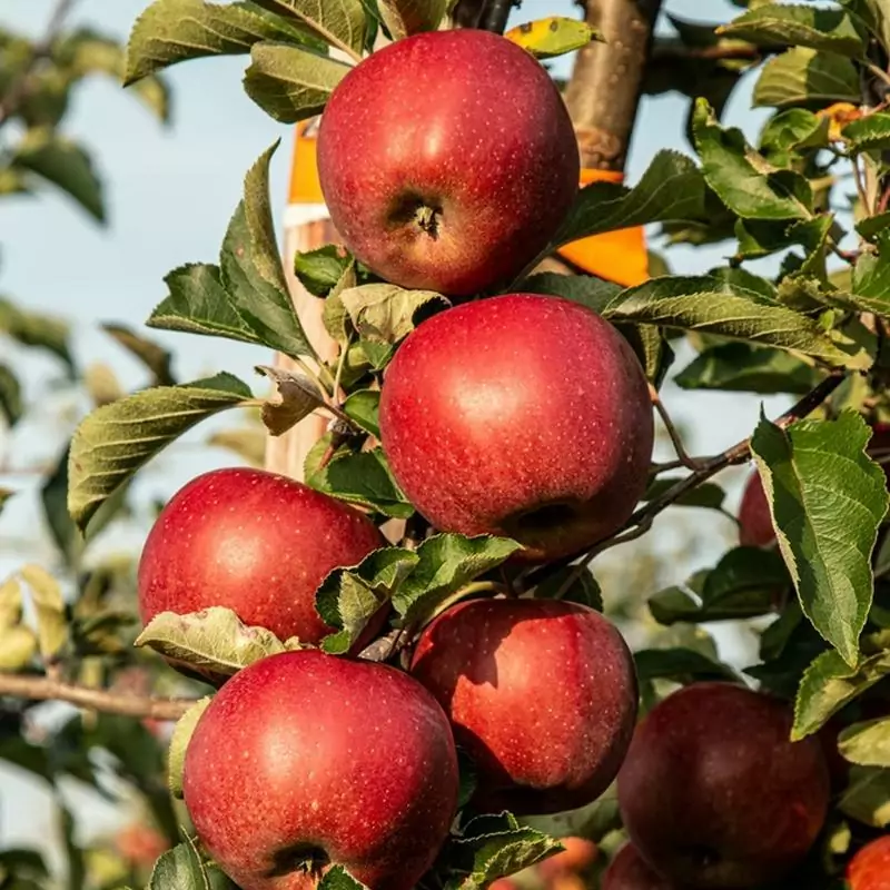 Honeycrisp