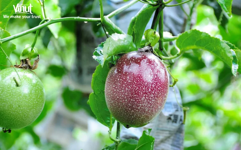 Passion Fruit: Exploring the Amazing World of This Fruit 2 VINUT_Origins and Evolution
