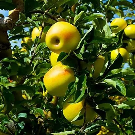 Golden Delicious