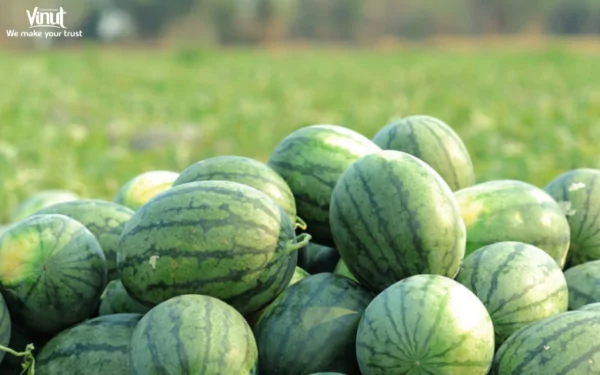 VINUT_Origins of Watermelon VINUT_Origins of Watermelon
