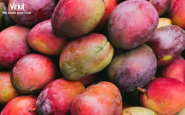 VINUT_Mango Fruit VINUT_Mango Fruit