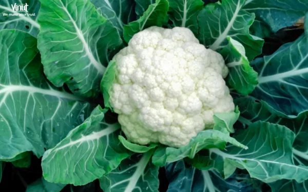 VINUT_Cauliflower VINUT_Cauliflower
