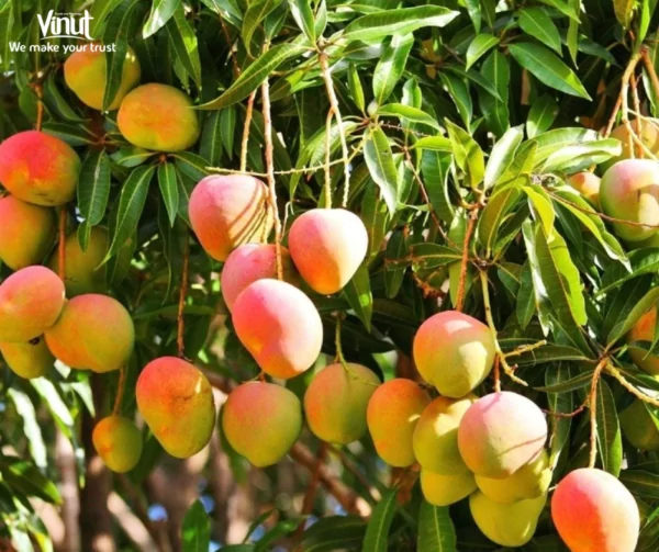 VINUT_alphonso mango