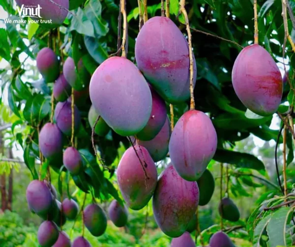 VINUT_tommy atkins mango