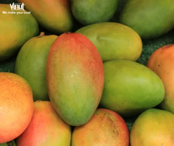 VINUT_kent mango
