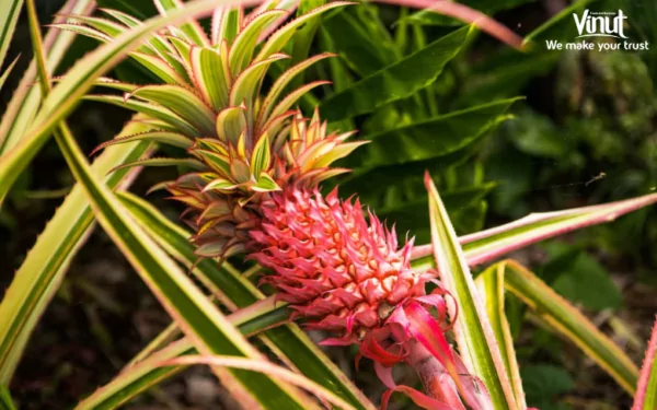 Queen Pineapples