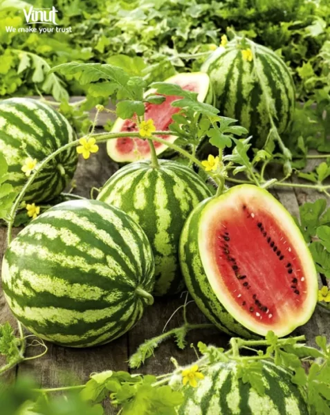 VINUT_Crimson Sweet Watermelon VINUT_Crimson Sweet Watermelon