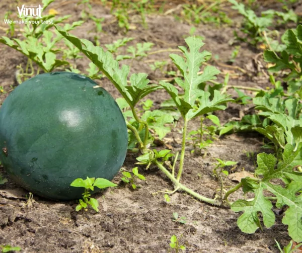 VINUT_Sugar Baby Watermelon VINUT_Sugar Baby Watermelon