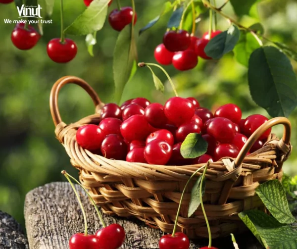 VINUT_montmorency cherry