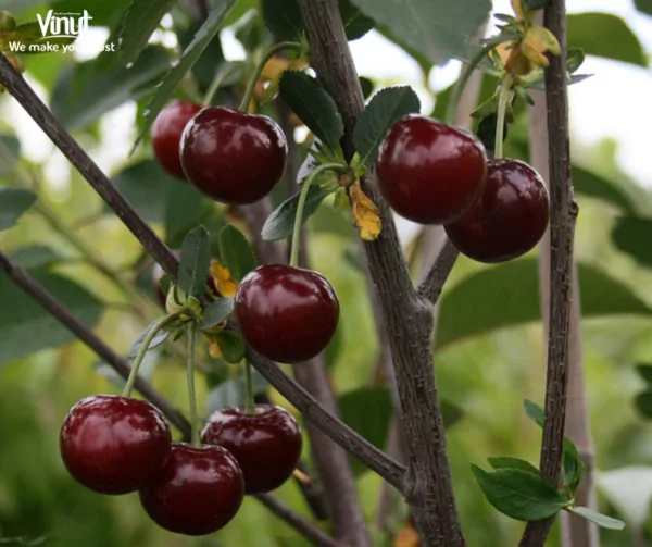 VINUT_morello cherry