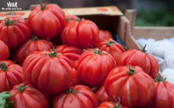 VINUT_Beefsteak Tomato VINUT_Beefsteak Tomato