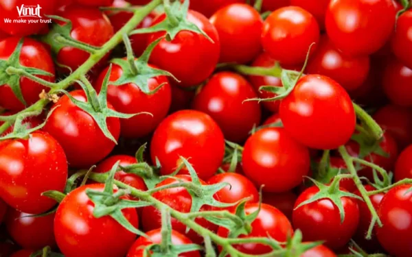 VINUT_Cherry Tomato VINUT_Cherry Tomatoes