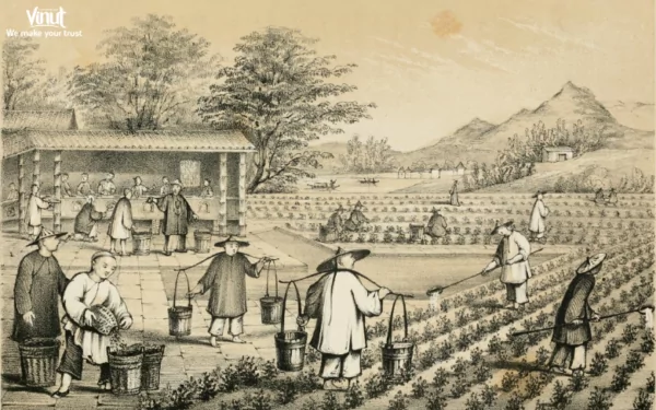 VINUT_Green Tea History VINUT_Green Tea History