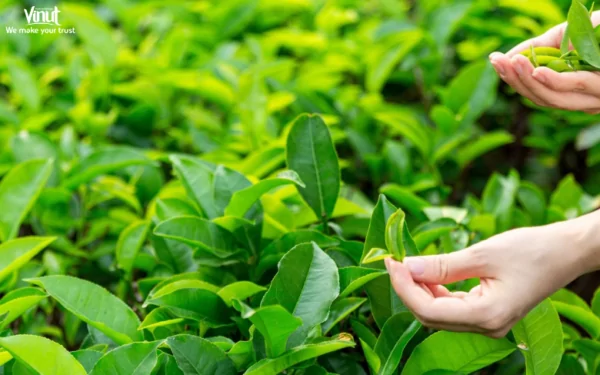 VINUT_Choose High-Quality Leaves VINUT_Choose High-Quality Leaves