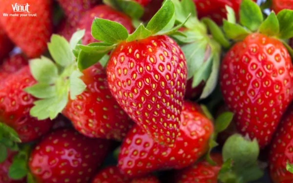 VINUT_Chandler strawberries VINUT_Chandler strawberries