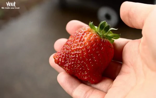 VINUT_Seascape strawberries VINUT_Seascape strawberries