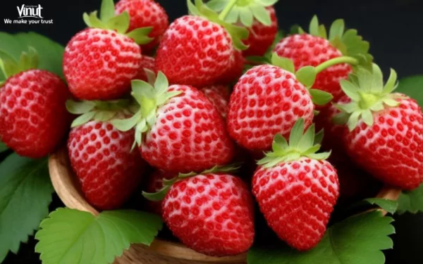 VINUT_Camarosa strawberries VINUT_Camarosa strawberries