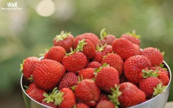 VINUT_Strawberries VINUT_Strawberries
