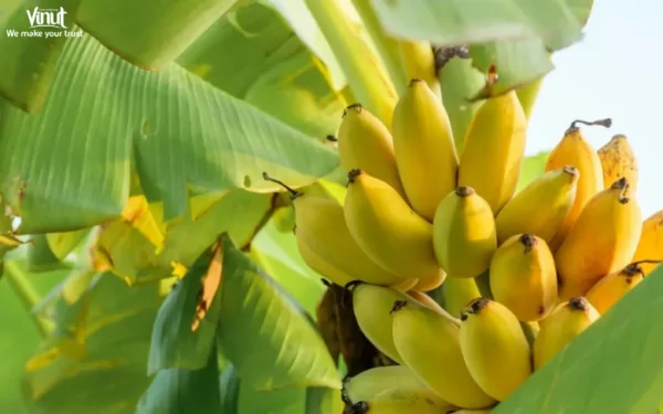 VINUT_They have a rich history deeply intertwined with human migratory, commercial, and agricultural activities. VINUT_They have a rich history deeply intertwined with human migratory, commercial, and agricultural activities.