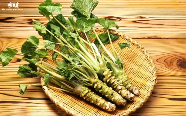 VINUT_A Bite of Wasabi's History VINUT_A Bite of Wasabi's History