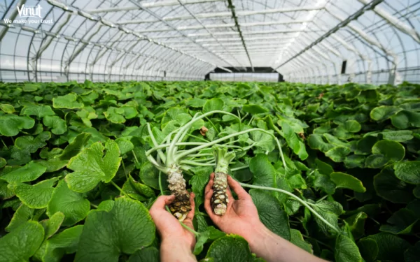 VINUT_The cultivation is a labor-intensive process that requires meticulous care and specific growing conditions VINUT_The cultivation is a labor-intensive process that requires meticulous care and specific growing conditions