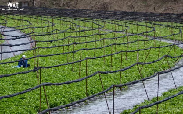 VINUT_The plant thrives in cool, shaded areas with running water, making the mountain streams of Japan an ideal habitat. VINUT_The plant thrives in cool, shaded areas with running water, making the mountain streams of Japan an ideal habitat.