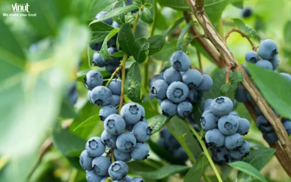 VINUT_In appearance, blueberries are generally small, measuring between 0.2 and 0.6 inches (5 to 16 mm) in diameter VINUT_In appearance, blueberries are generally small, measuring between 0.2 and 0.6 inches (5 to 16 mm) in diameter