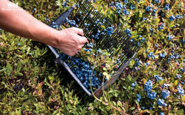 VINUT_Blueberries are typically harvested by hand VINUT_Blueberries are typically harvested by hand