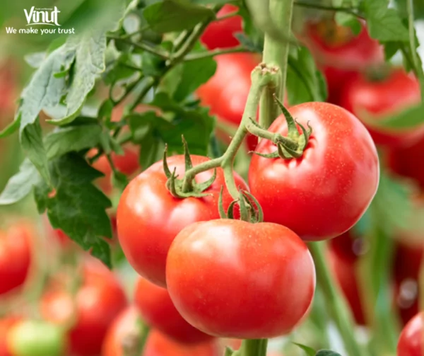 VINUT_Tomato VINUT_Tomato
