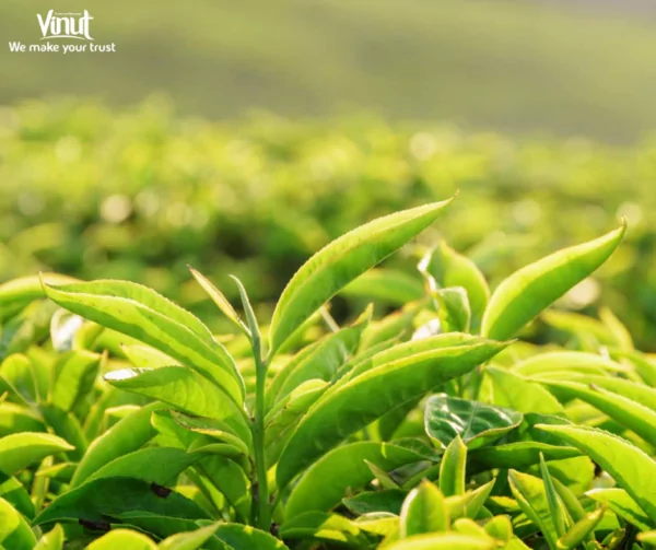 VINUT_Green Tea VINUT_Green Tea