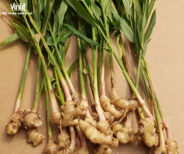 VINUT_Ginger VINUT_Ginger