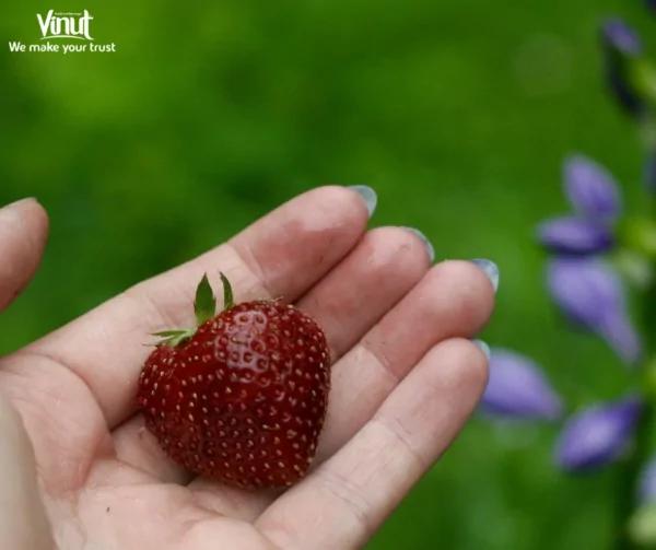 VINUT_Ozark Beauty strawberries VINUT_Ozark Beauty strawberries