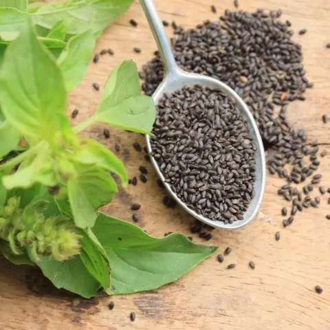 2023 Fascinating Benefits and Uses of Basil Seeds