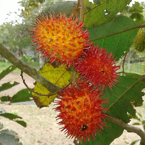 2023 Top 18 Most Famous Specialty Fruits in Vietnam