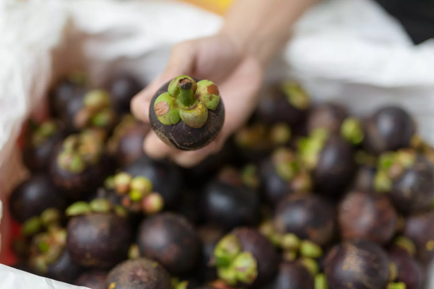 2023 Top 18 Most Famous Specialty Fruits in Vietnam