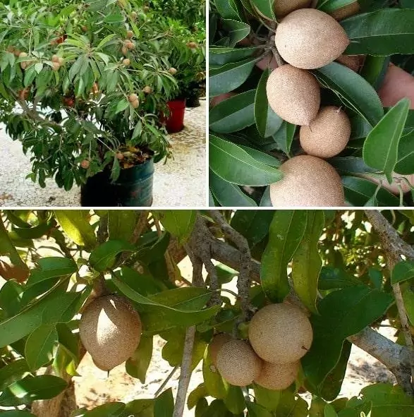 2023 Top 18 Most Famous Specialty Fruits in Vietnam
