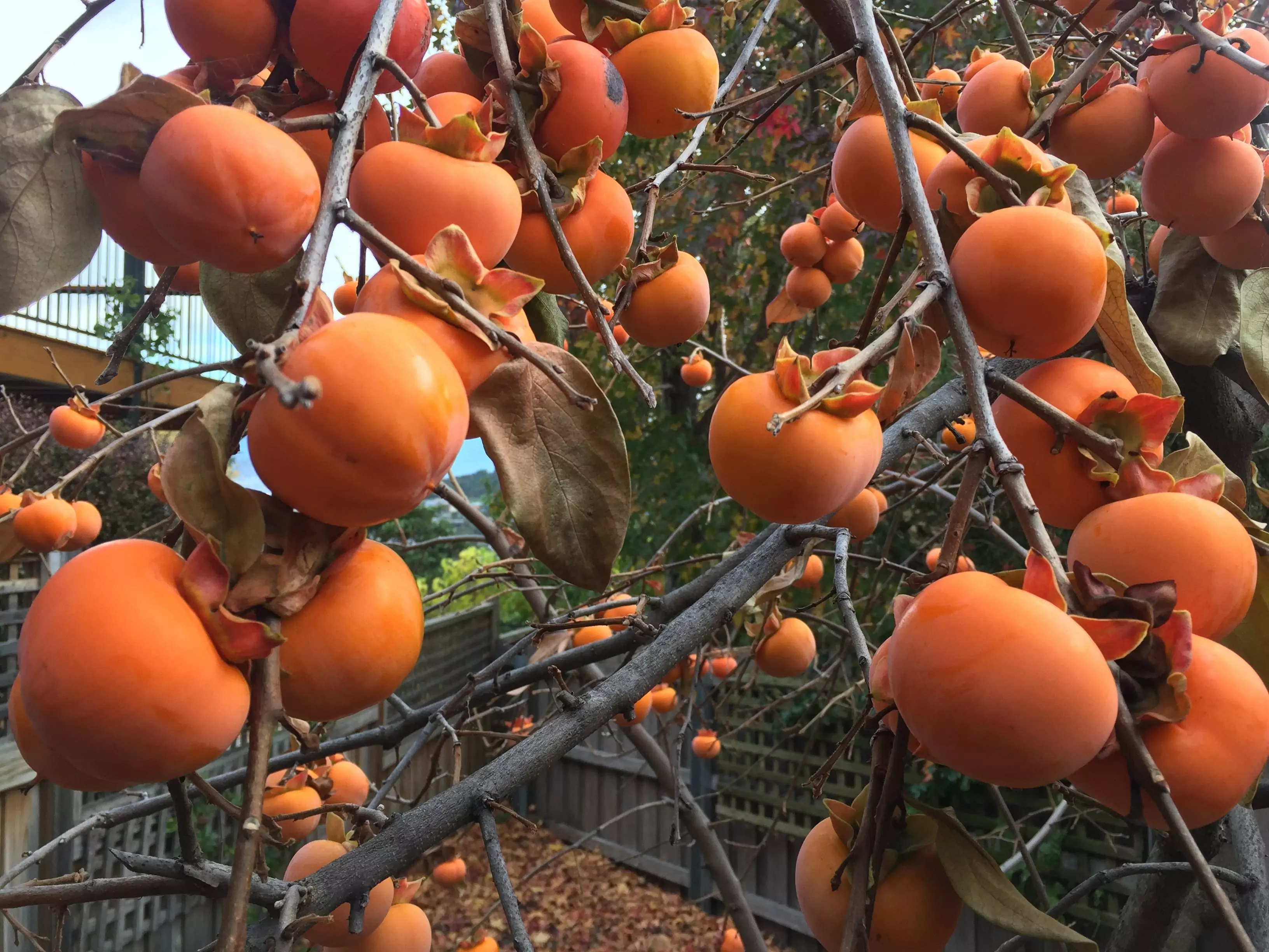 2023 Top 18 Most Famous Specialty Fruits in Vietnam