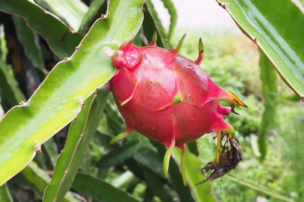 2023 Vietnamese Fruits You Should Try When in Vietnam