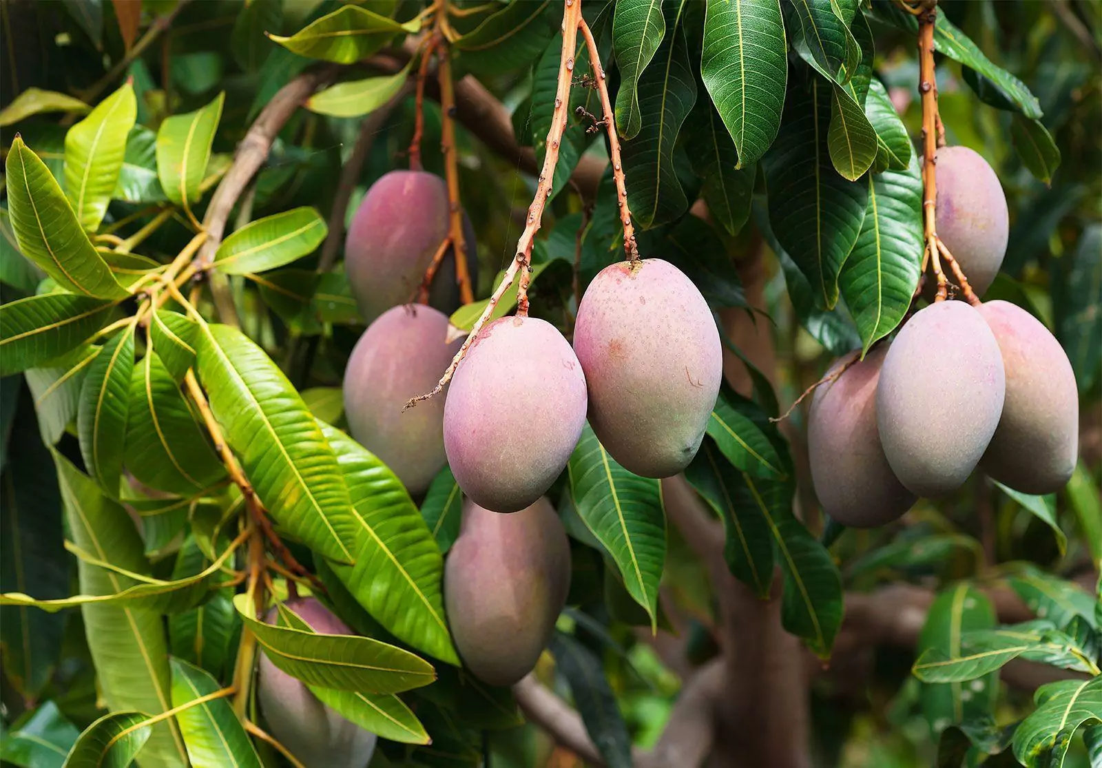 2023 Vietnamese Fruits You Should Try When in Vietnam