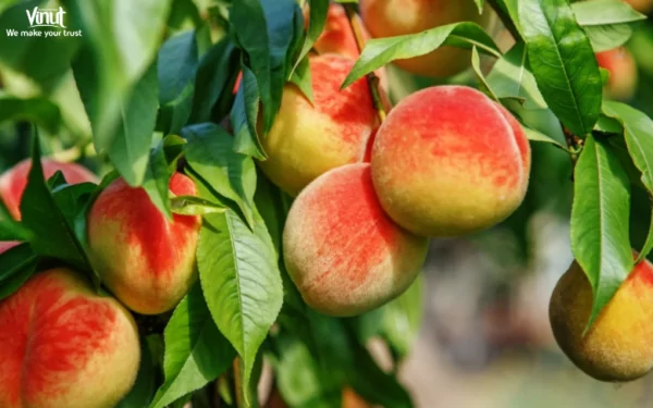 VINUT_Peaches, scientifically known as Prunus persica, are believed to have originated in China over 8,000 years ago VINUT_Peaches, scientifically known as Prunus persica, are believed to have originated in China over 8,000 years ago
