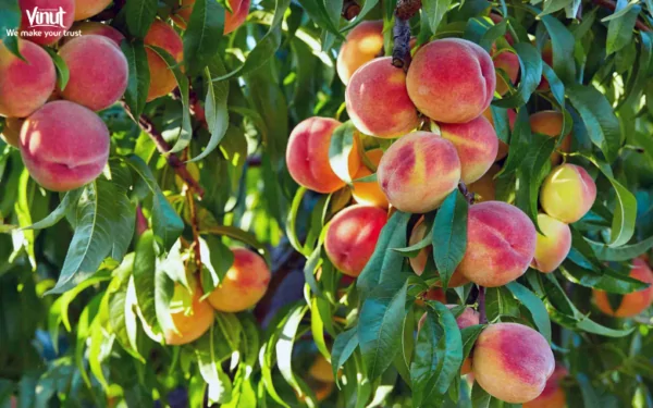 VINUT_Elberta peaches VINUT_Elberta peaches
