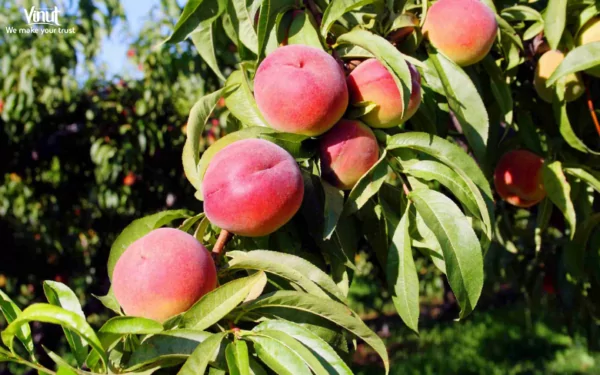 VINUT_O'henry Peaches VINUT_O'henry Peaches