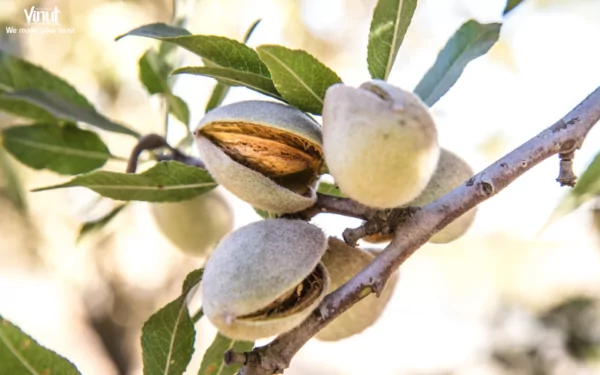 VINUT_ The exact origin of almonds is believed to be in the regions of Western Asia and North Africa VINUT_ The exact origin of almonds is believed to be in the regions of Western Asia and North Africa