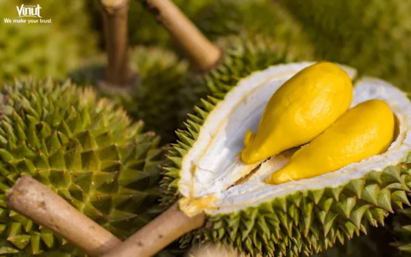 VINUT_Durian Varieties VINUT_Durian Varieties