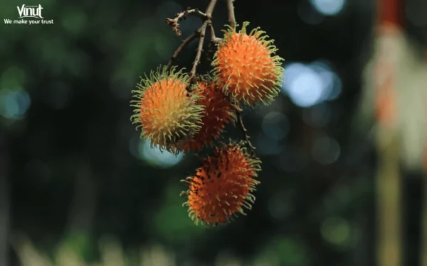 VINUT_Rambutan VINUT_Rambutan