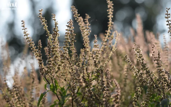 VINUT_Basil Seeds Plant VINUT_Basil Seeds Plant