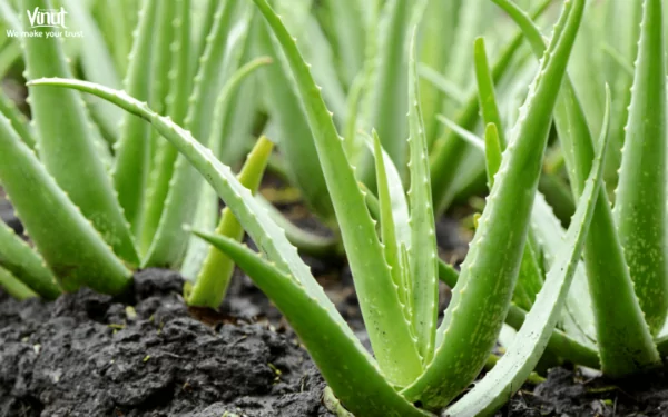 VINUT_Introduction to Aloe Vera VINUT_Introduction to Aloe Vera
